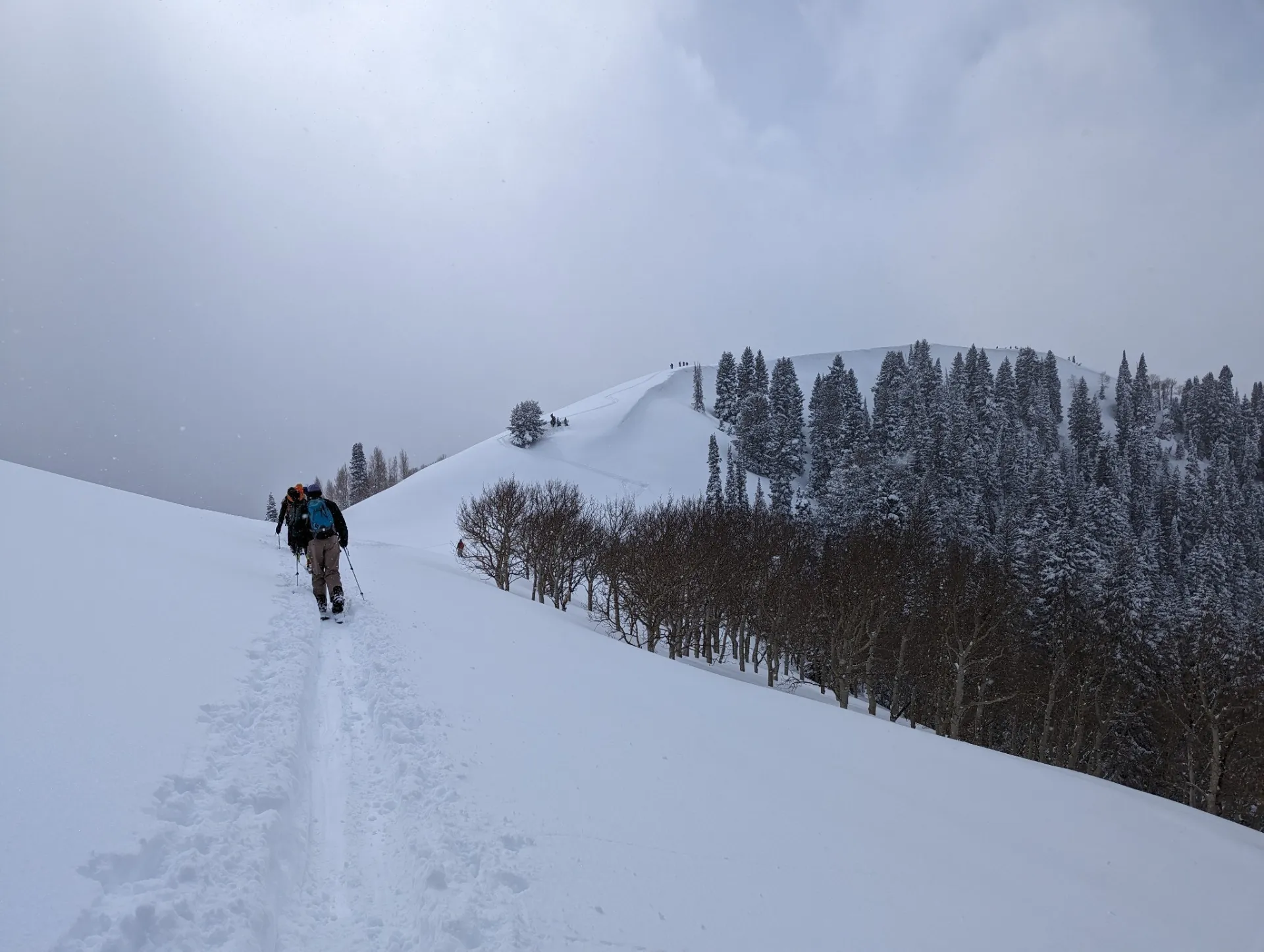 Backcountry skiers skinning up a snowy ridge past aspens and snow-covered firs on a stormy day.